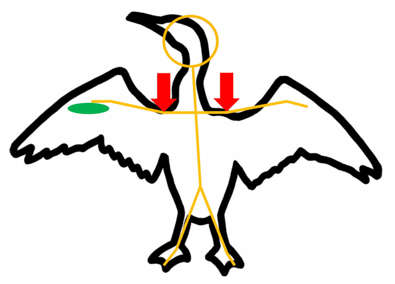 Figure 1. Se placer « comme un cormoran séchant ses ailes »