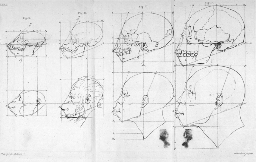 Petrus Camper, « La ligne faciale du singe à queue, de l’orang-outang, du nègre et du kalmouk », Dissertation physique sur les différences que présentent les traits du visage, Utrecht, 1791.