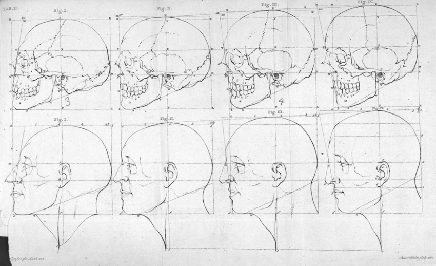 Petrus Camper, « La ligne faciale du type européen et de l’Apollon », Dissertation physique sur les différences que présentent les traits du visage, Utrecht, 1791.