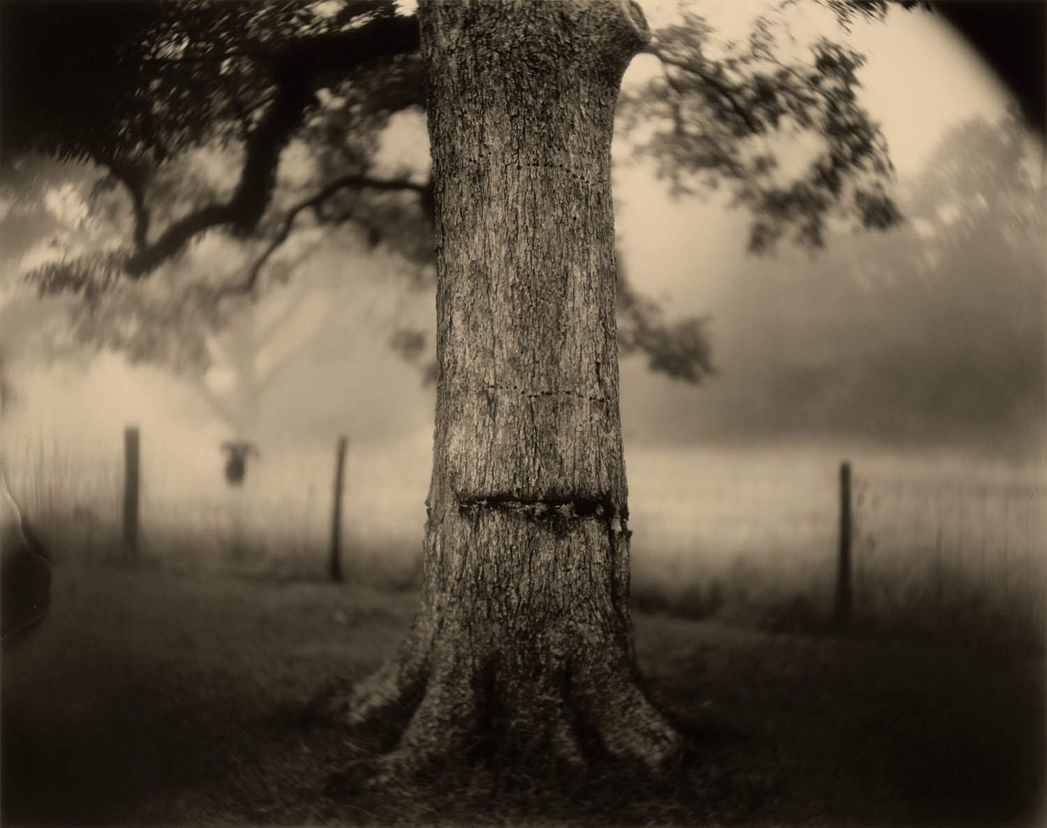 Sally Mann, Deep South, Untitled (Scarred Tree), 1998.