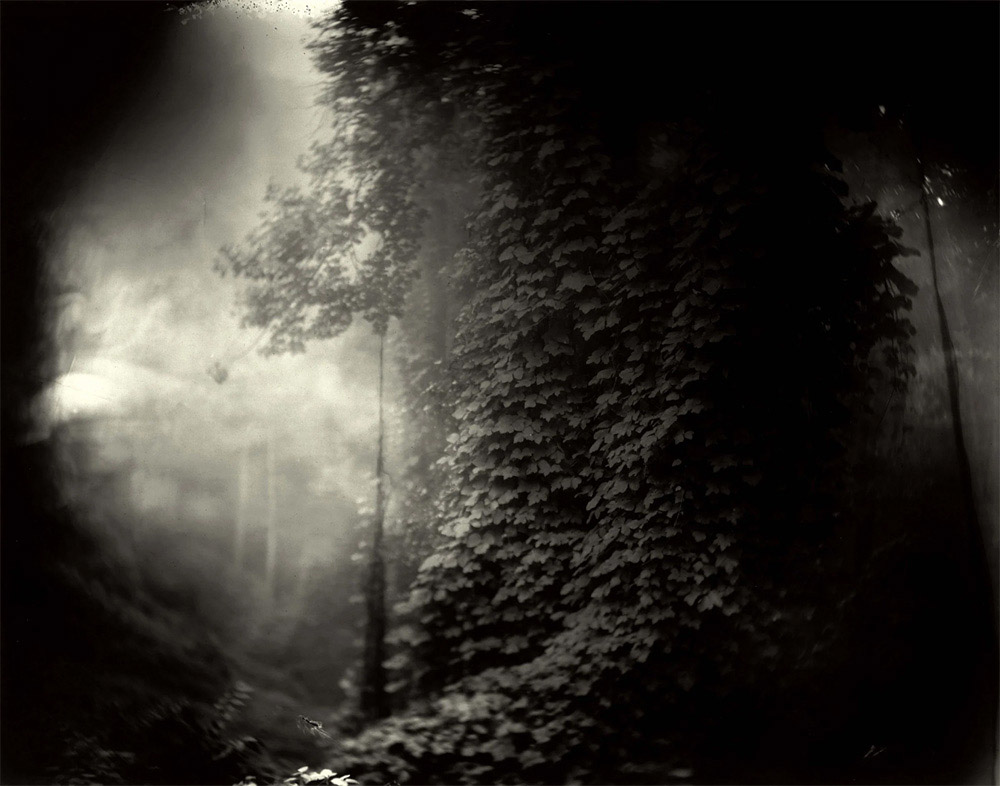 Sally Mann, Georgia, Untitled (Kudzu), 1996.