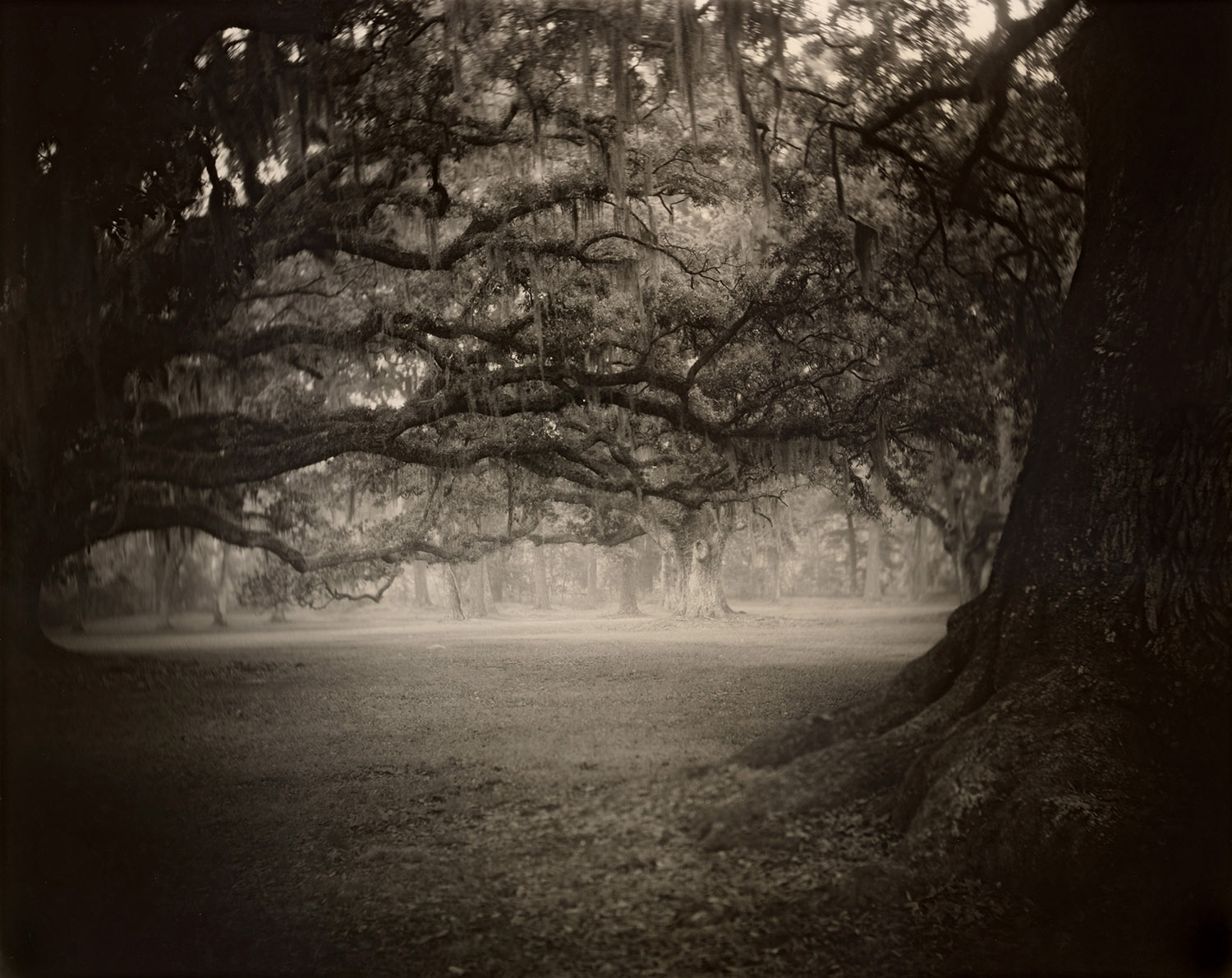 Sally Mann, Deep South, Untitled (Fontainebleau), 1998.
