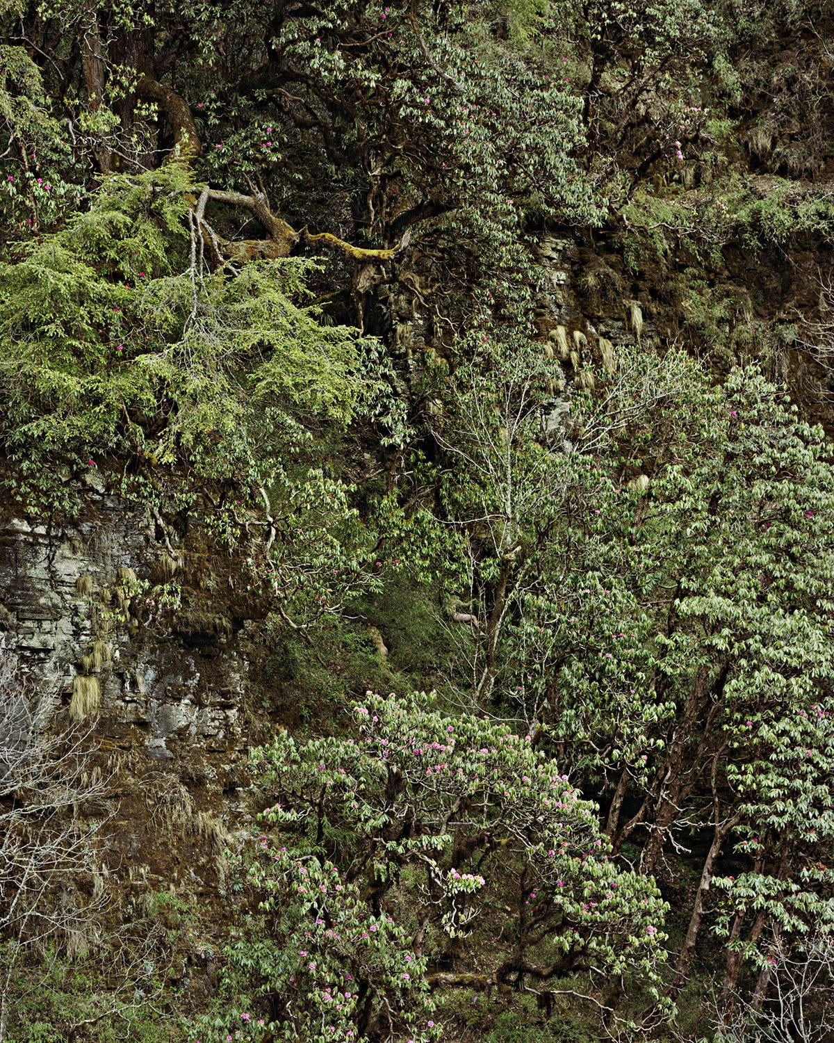 Fig.1. Ruben Brulat, série « Paths », Chemins, Commencement retrouvé, 2011