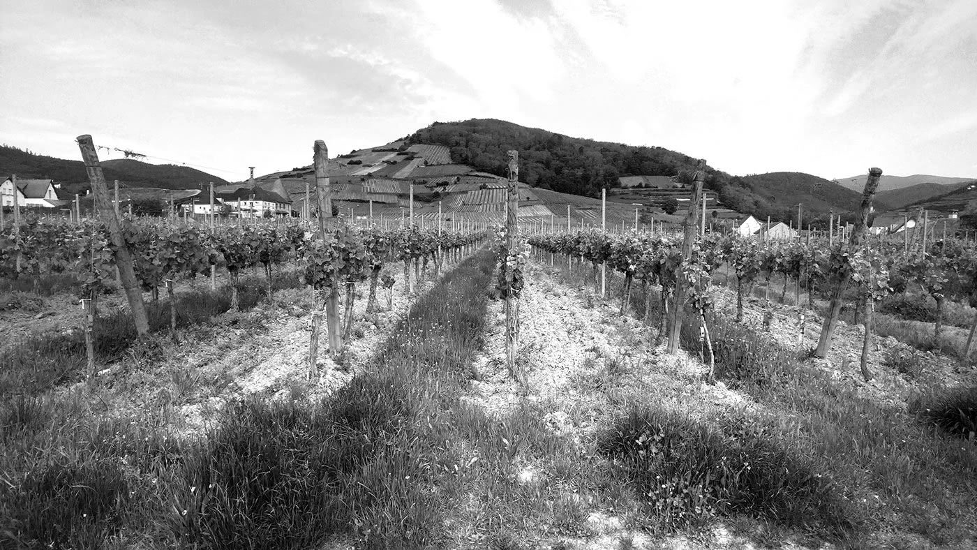 Figure 2 : Les bandes de sol nu sont bien visibles dans le paysage.