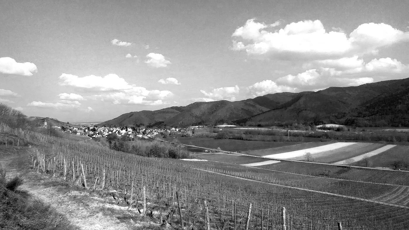 Figure 3 : Vue depuis le vignoble de Wihr-au-Val.