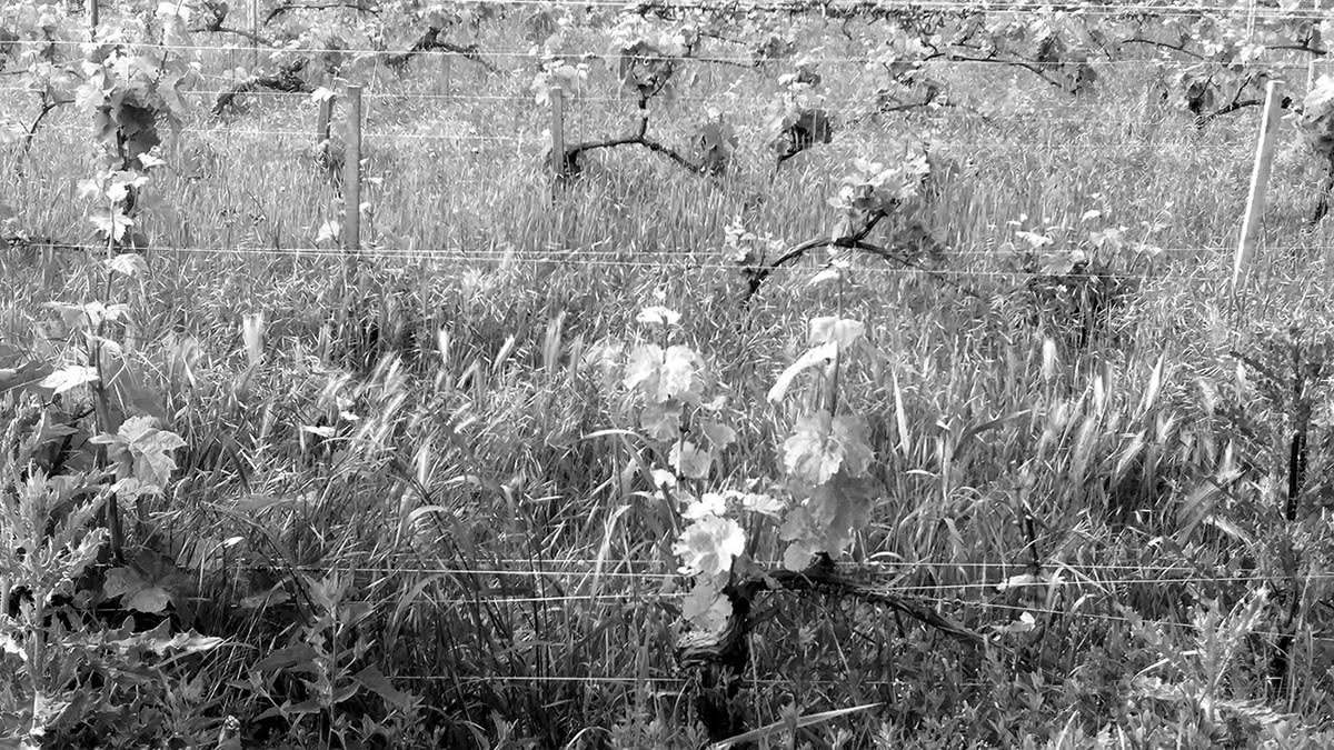 Figure 4 : Certains types d’enherbement peuvent donner à la vigne un aspect sauvage renvoyant à la perception d’un manque d’entretien.