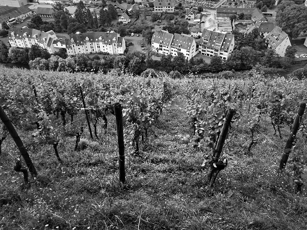 Figure 7 : Les pentes raides du vignoble du Rangen, vignoble de Thann à la renommée internationale